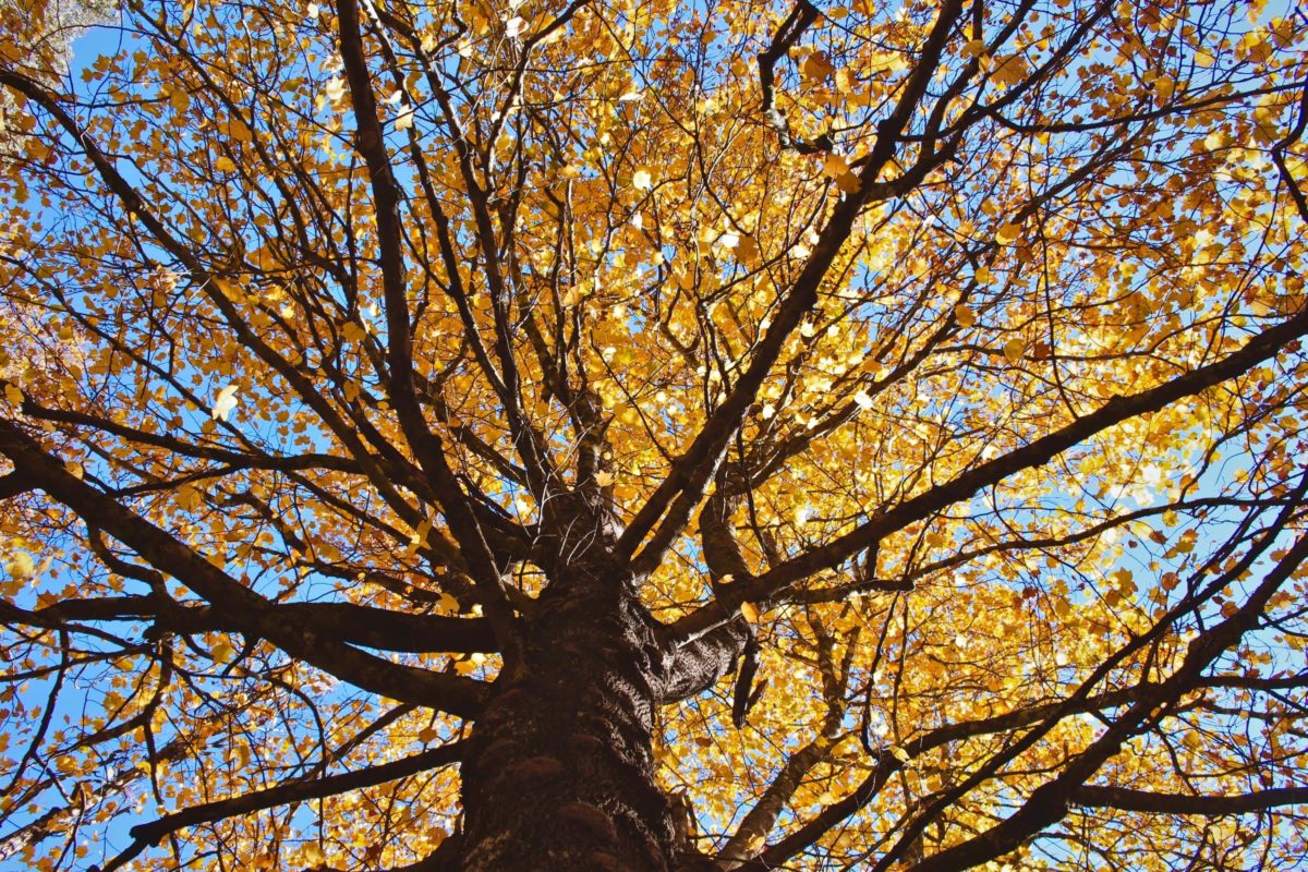 Autumn in Busselton, South West WA